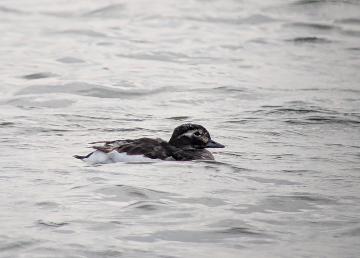 Long-tailed Duck - ML521965661