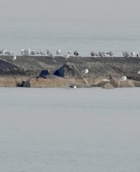 racek mořský - ML521965741