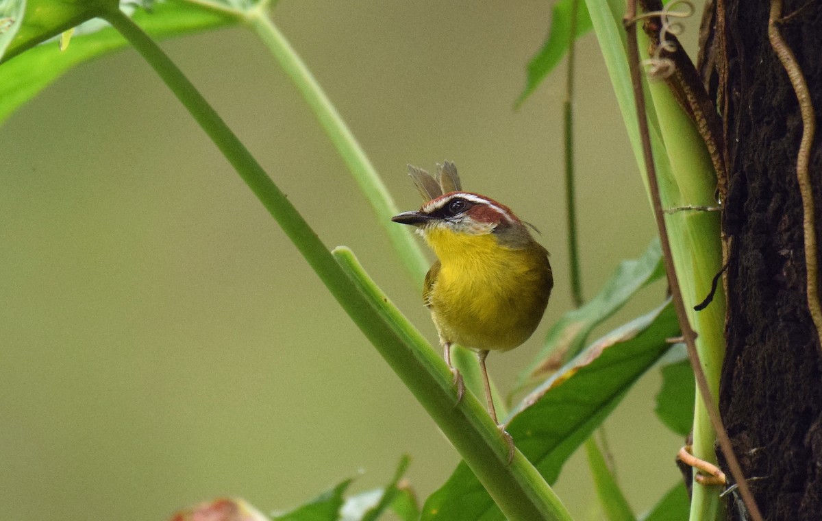 brunkroneparula (salvini) - ML521966341