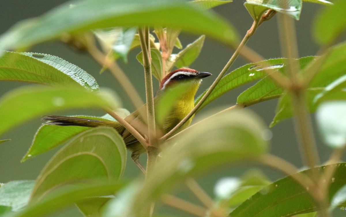 Rufous-capped Warbler (salvini) - ML521966361