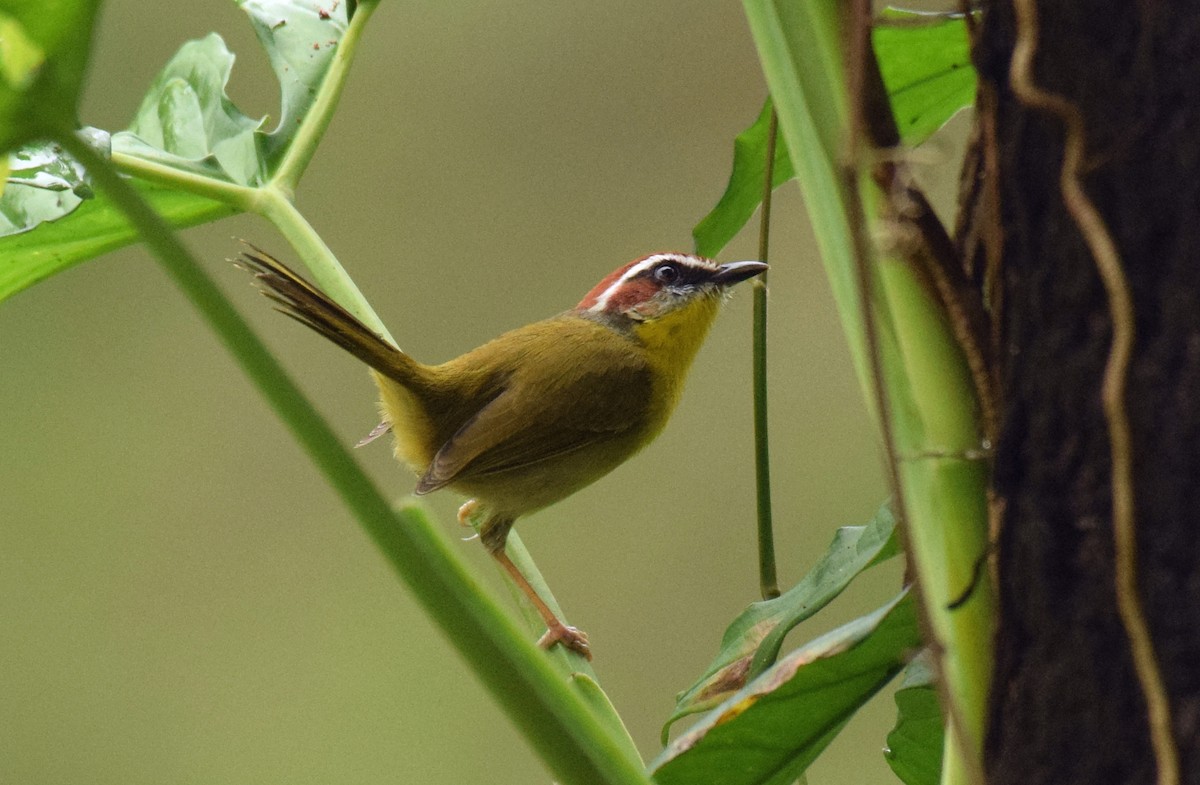 brunkroneparula (salvini) - ML521966411