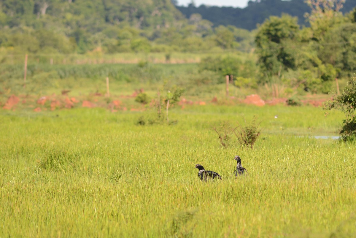 Horned Screamer - ML521966811