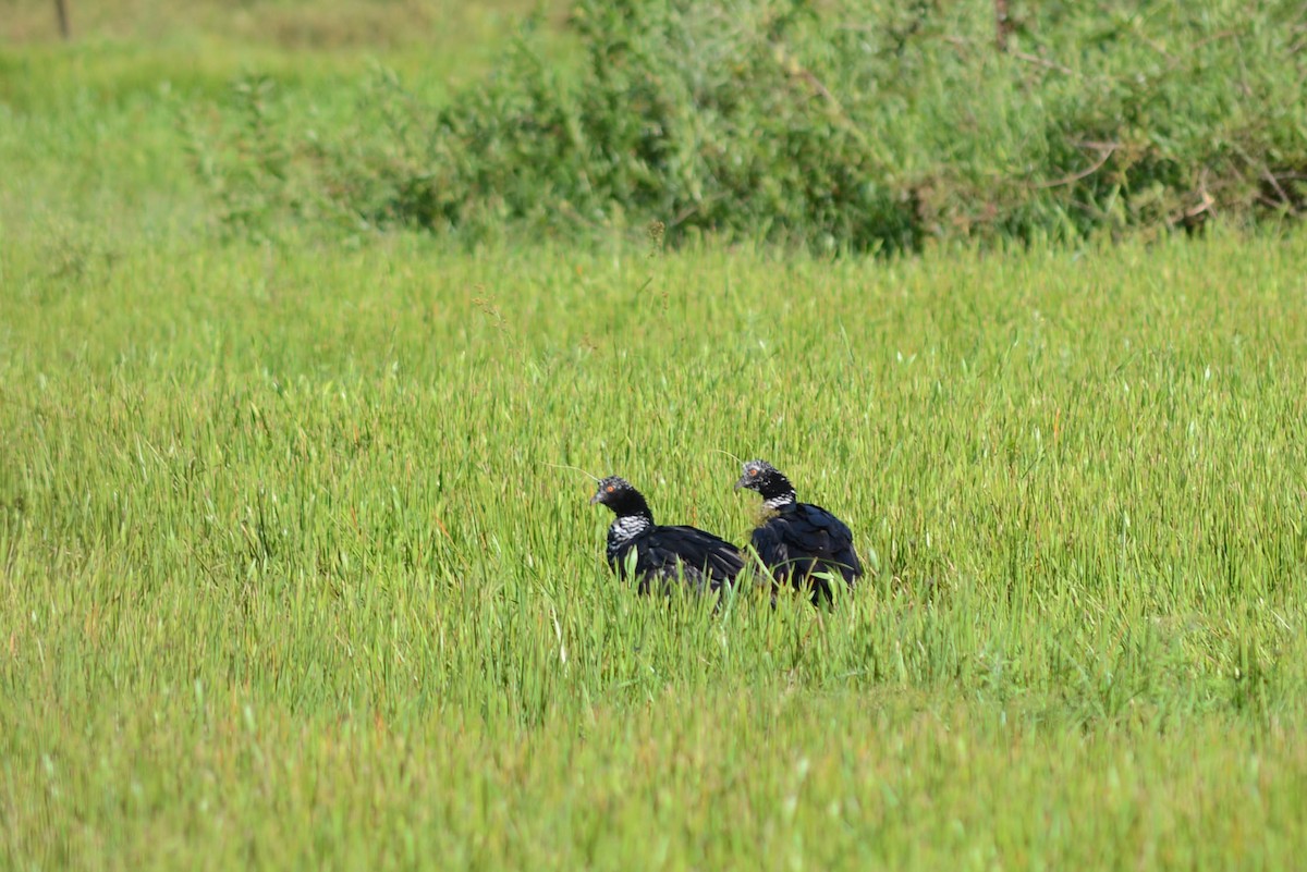 Horned Screamer - ML521967121