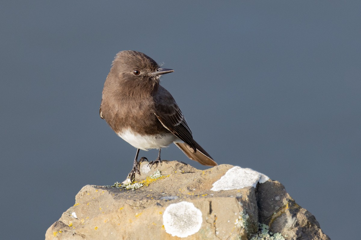 Black Phoebe - ML521967731