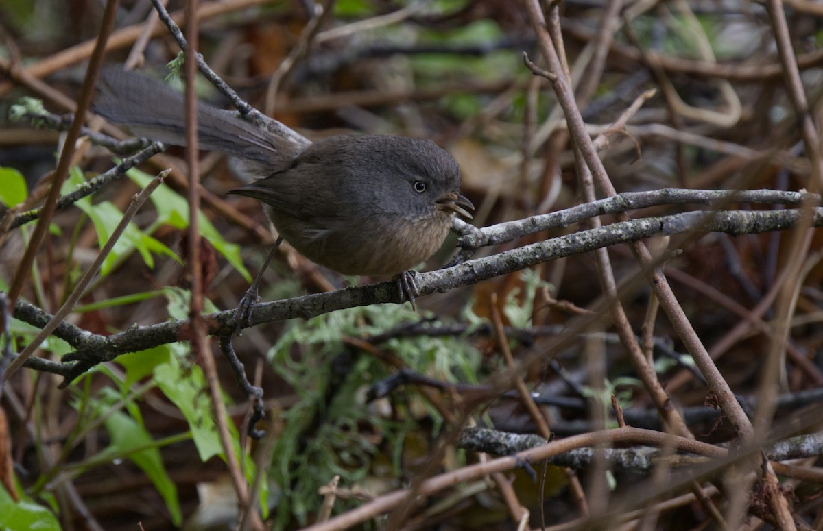 Wrentit - ML521968781