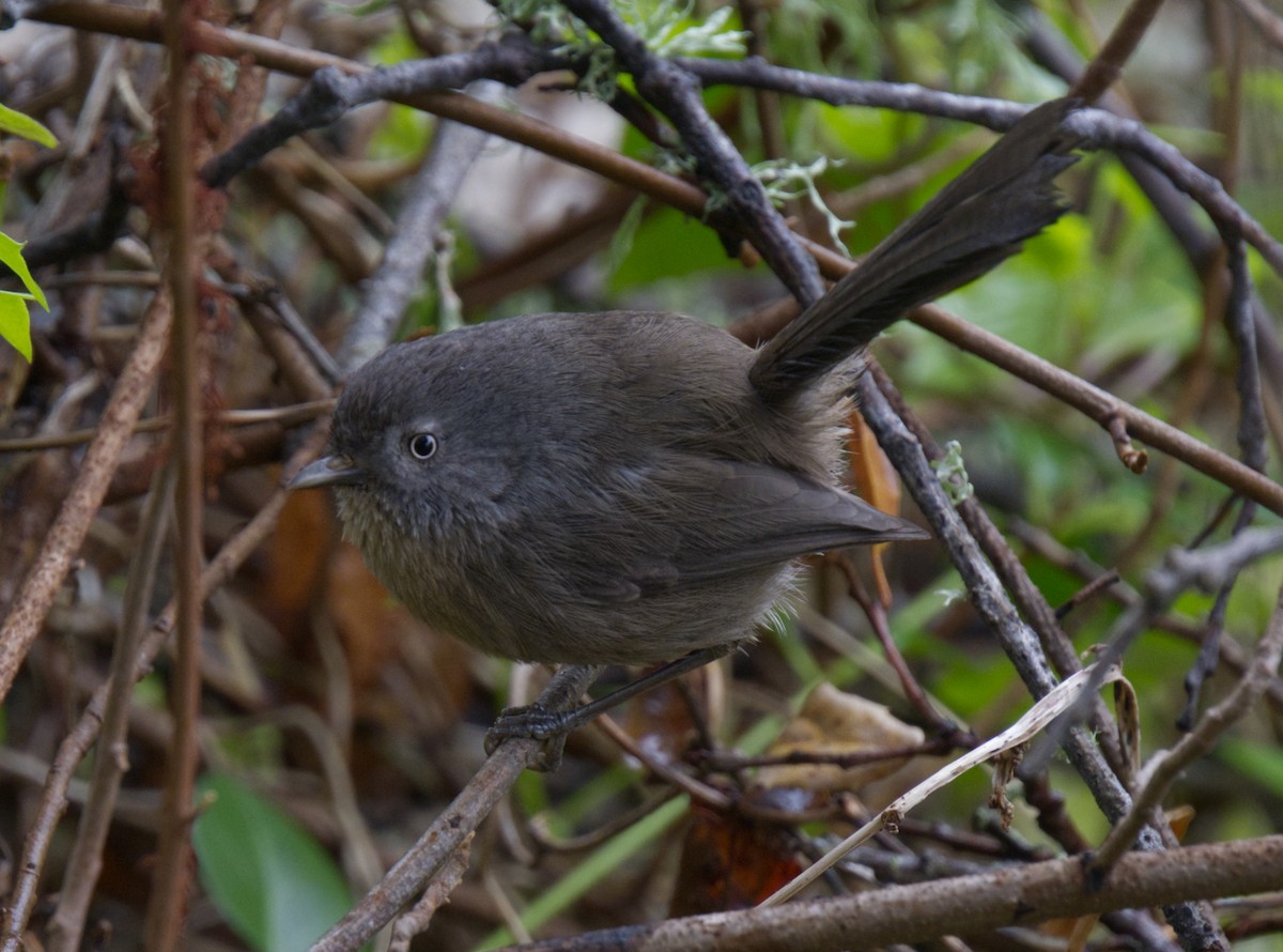 Wrentit - ML521968971