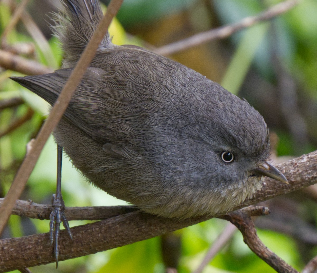 Wrentit - Doug Drynan