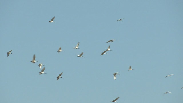 Australian Ibis - ML521970301