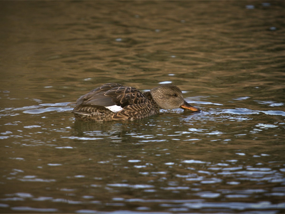 Gadwall - ML521971431