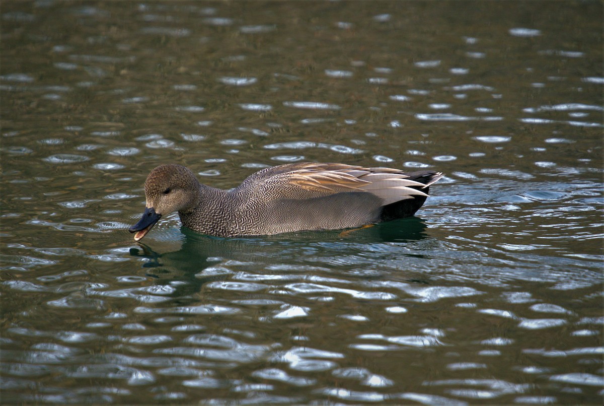 Gadwall - ML521971651