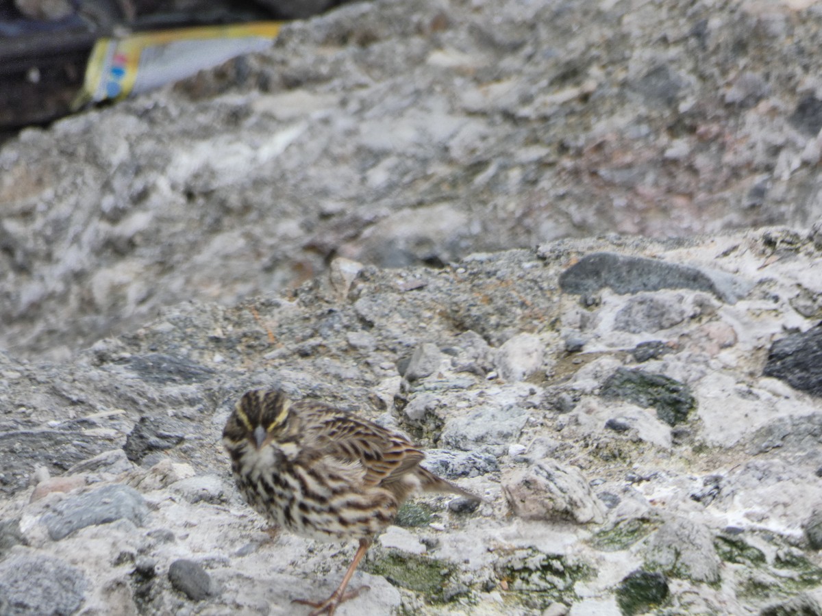 Savannah Sparrow - ML521971921