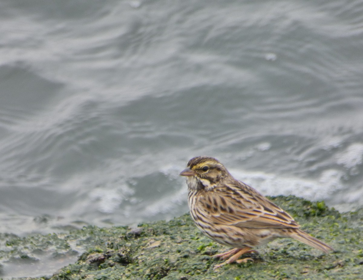 Savannah Sparrow - ML521971941