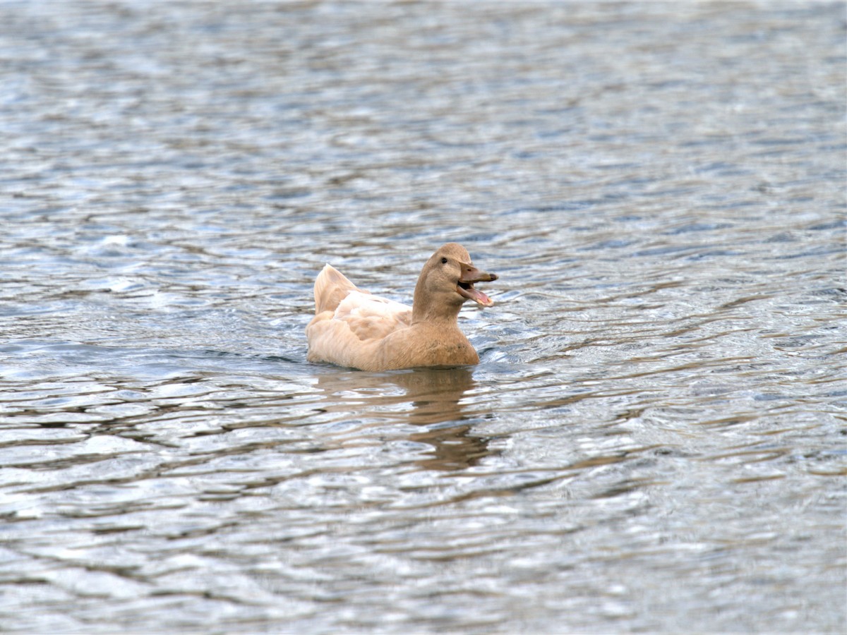 Mallard (Domestic type) - ML521972101