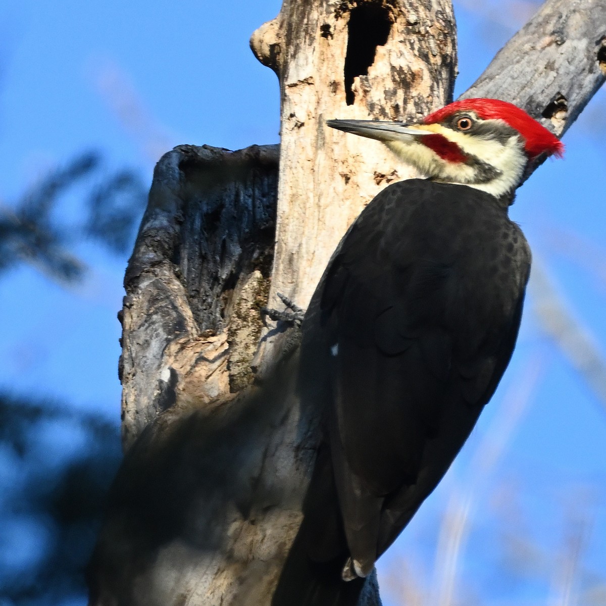 Pileated Woodpecker - Dwight Cheu