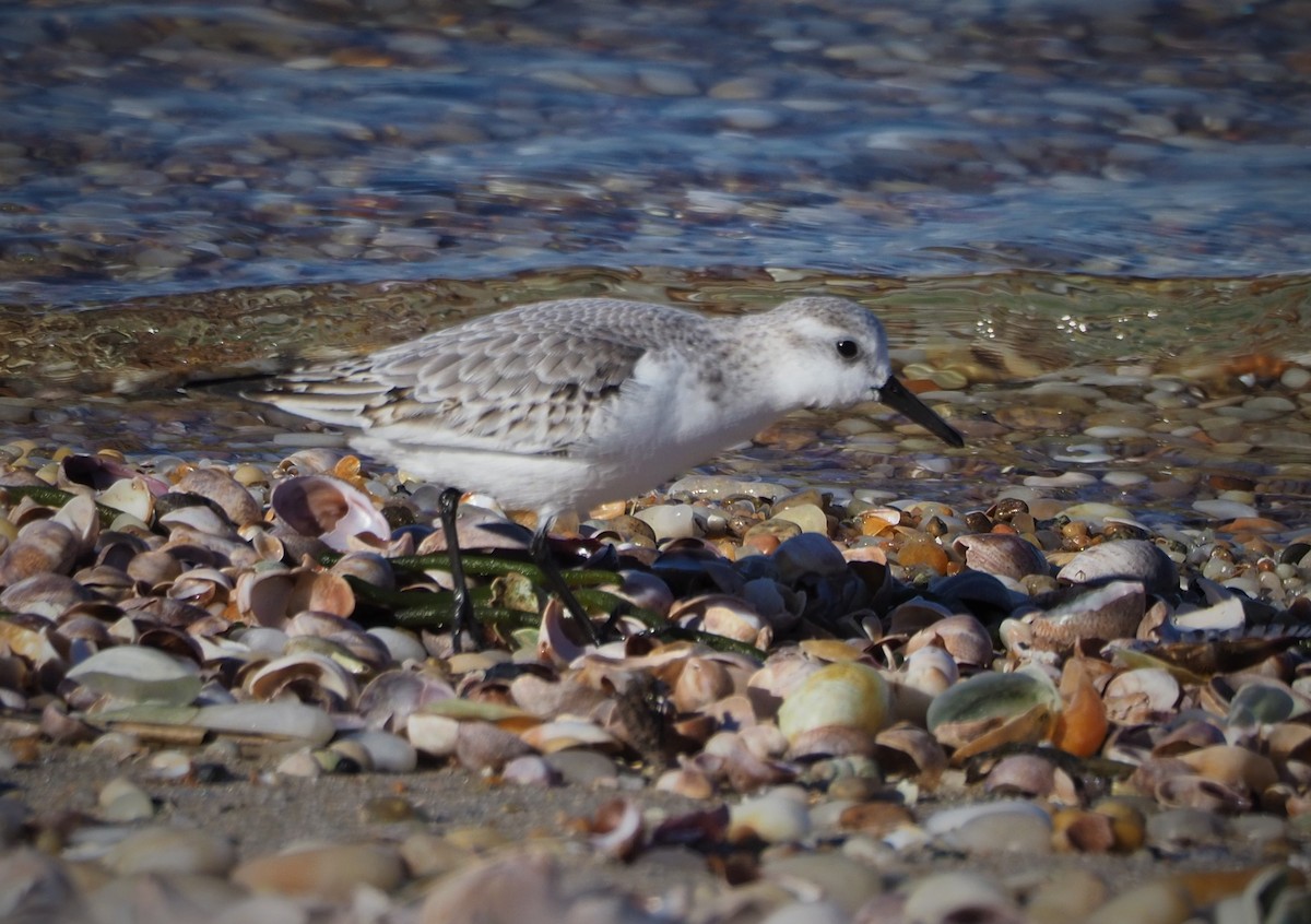 Bécasseau sanderling - ML521972621