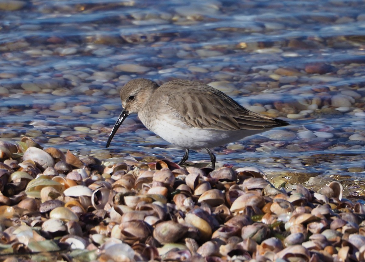 Dunlin - ML521972801