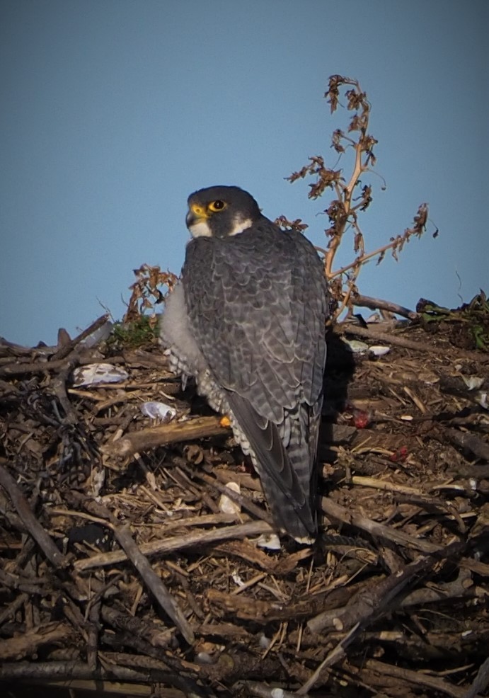 Peregrine Falcon - ML521973351