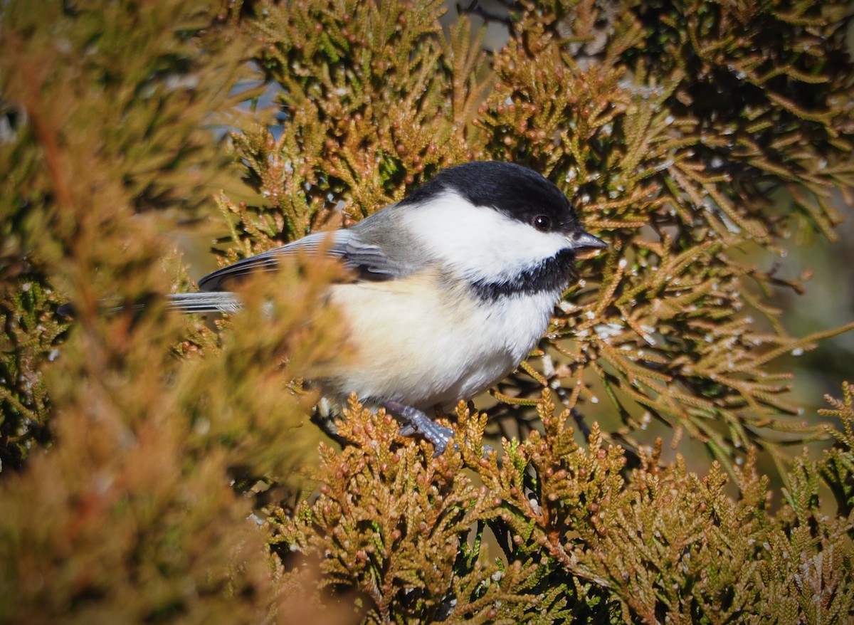 Black-capped Chickadee - Dick Cartwright