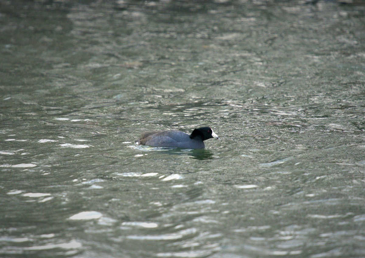 American Coot (Red-shielded) - ML521973771