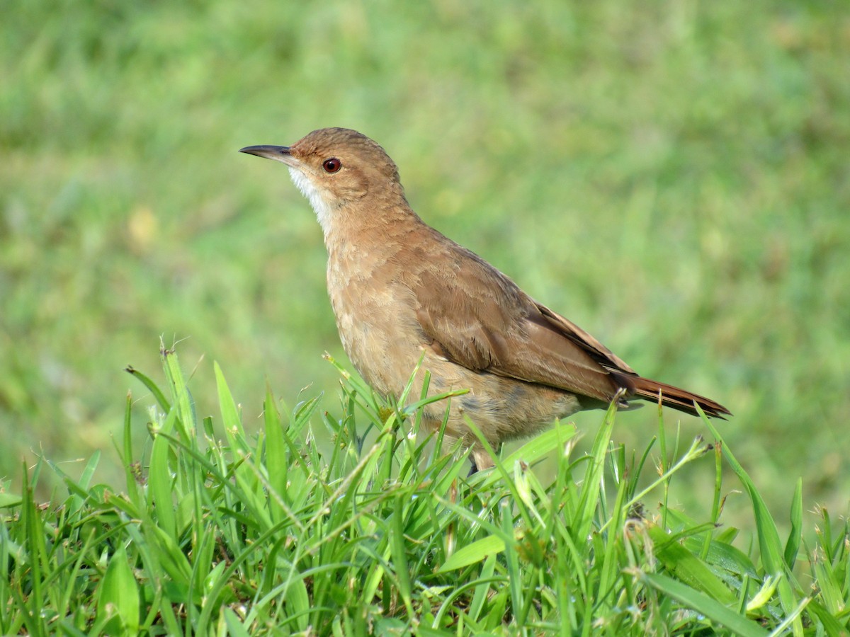 Rufous Hornero - ML521976001