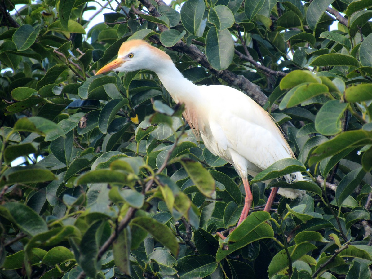 Western Cattle Egret - ML521976071