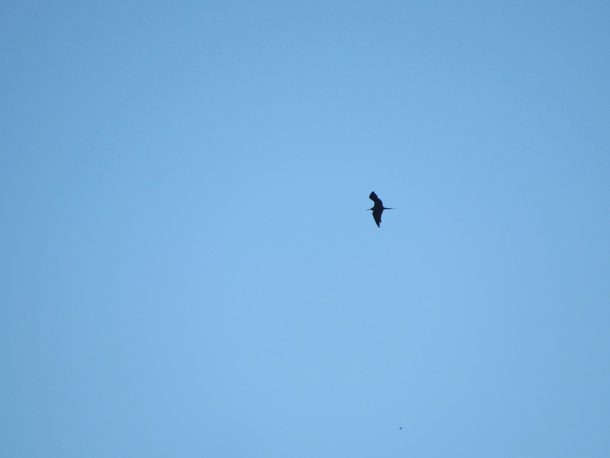 Magnificent Frigatebird - ML521976231