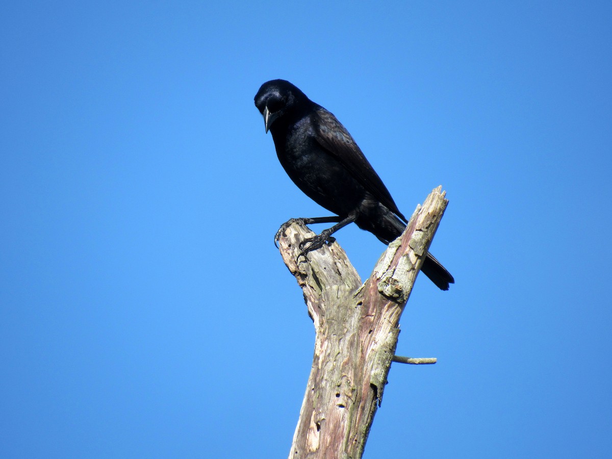 Shiny Cowbird - ML521976321