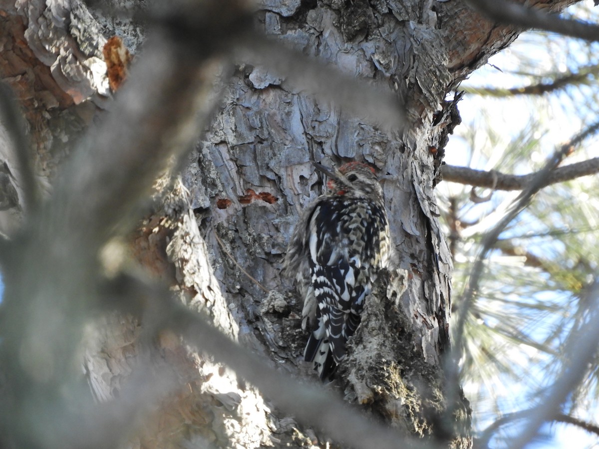 Yellow-bellied Sapsucker - ML521976581