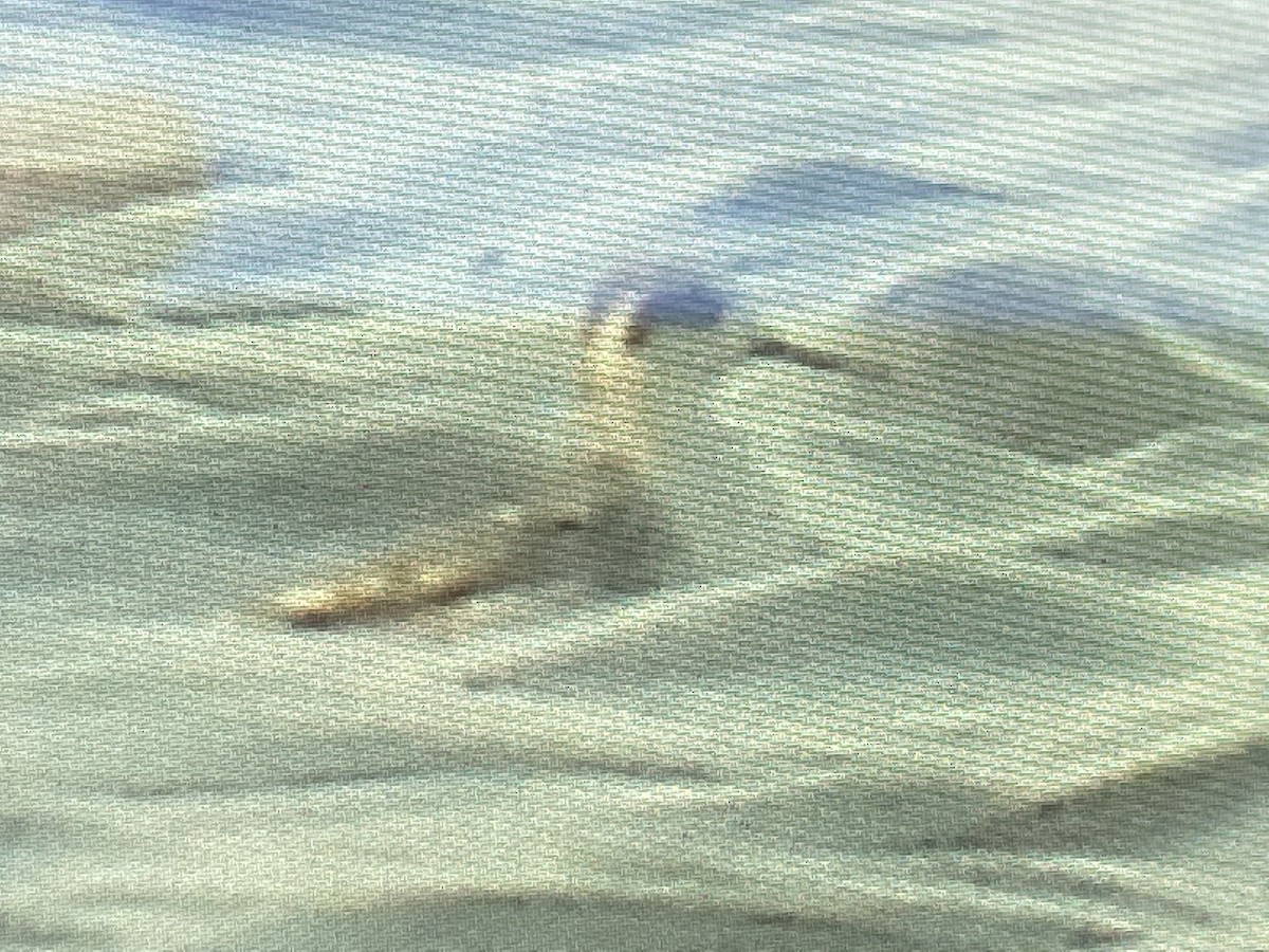 Red-necked Phalarope - ML521977541