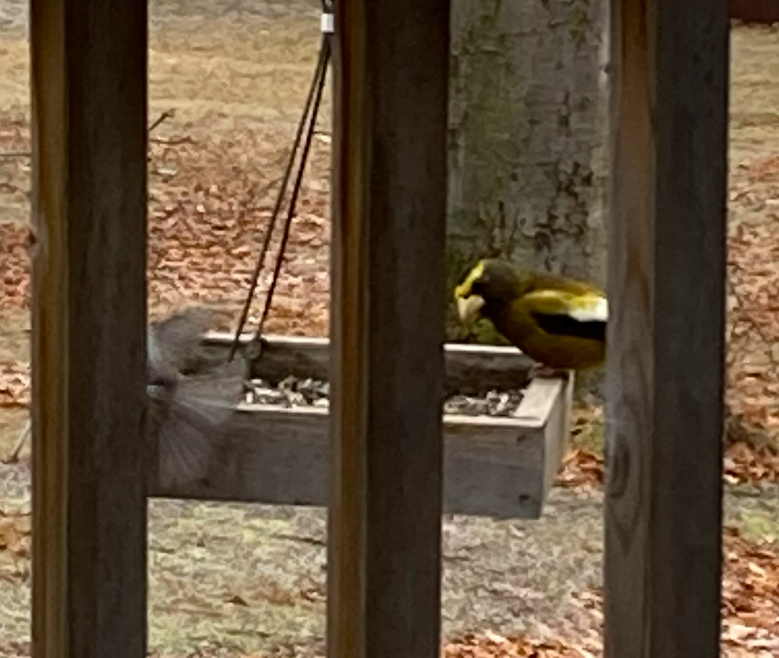 Evening Grosbeak - ML521977881