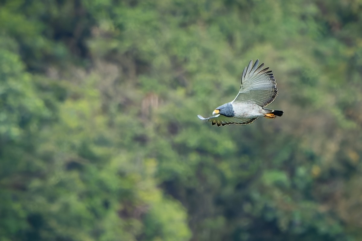 Barred Hawk - Tyler Wenzel