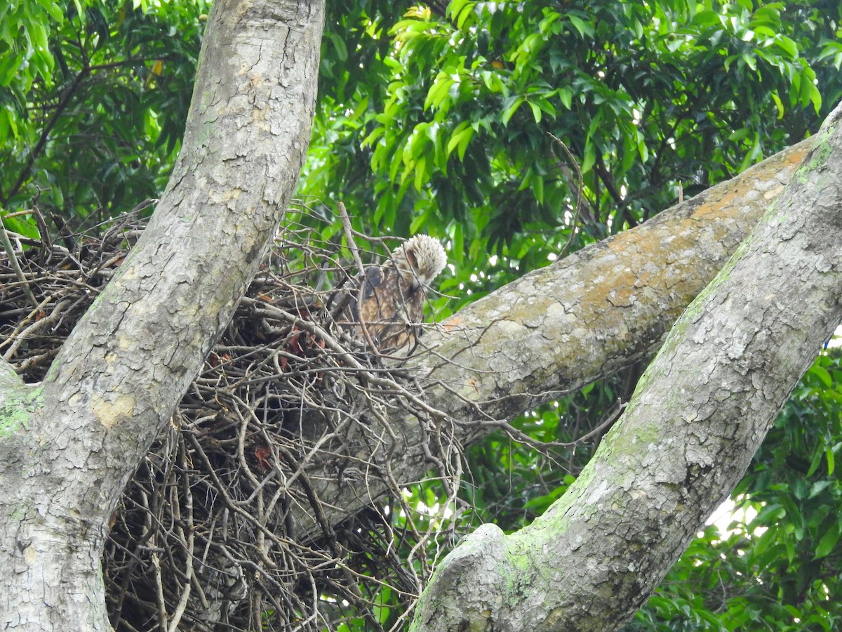 White-bellied Sea-Eagle - ML521978711