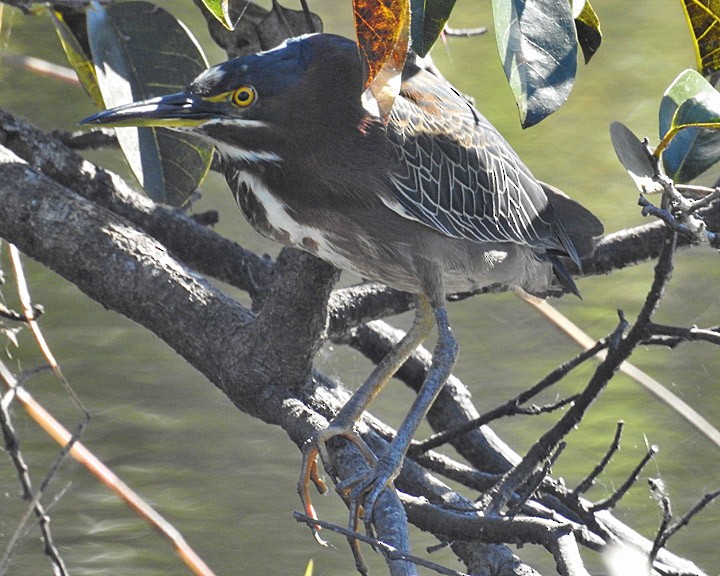 Green Heron - Dick Brewer