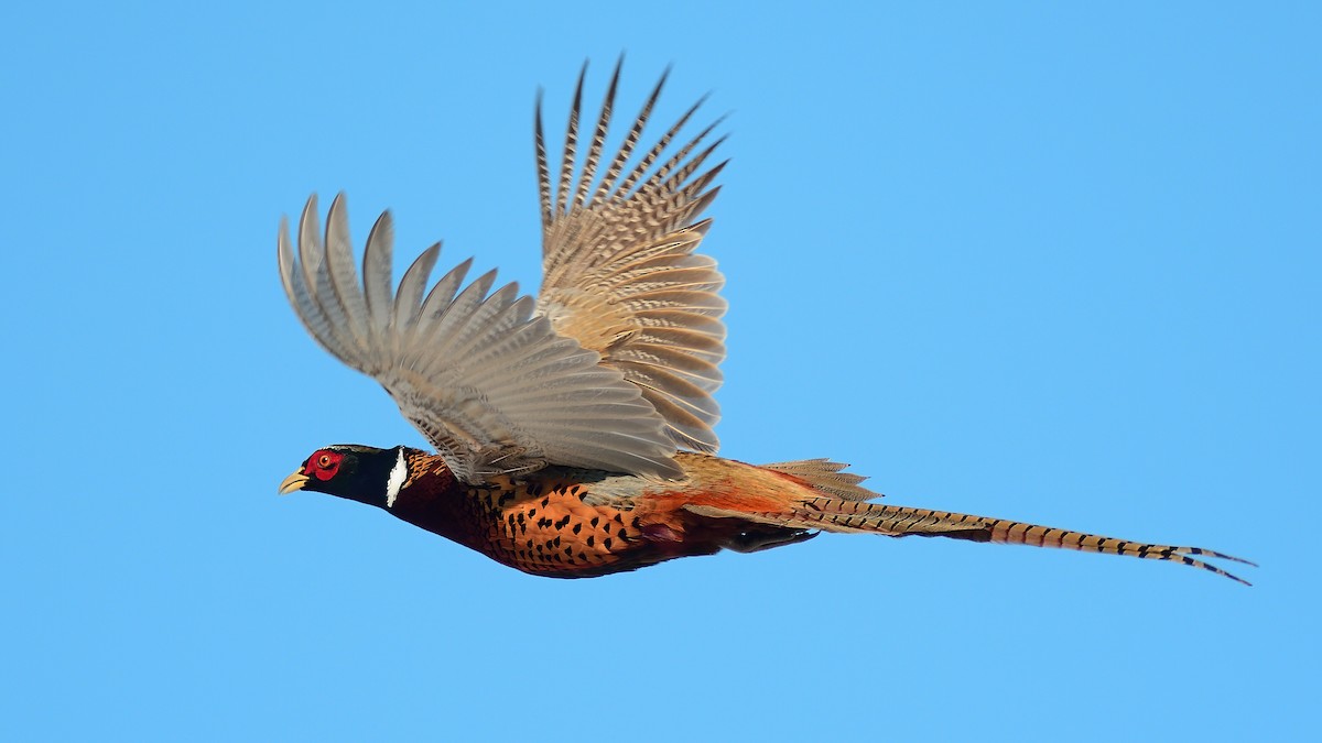 Ring-necked Pheasant - ML521978801