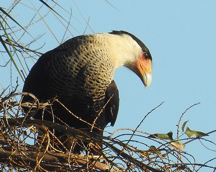 Crested Caracara - Dick Brewer