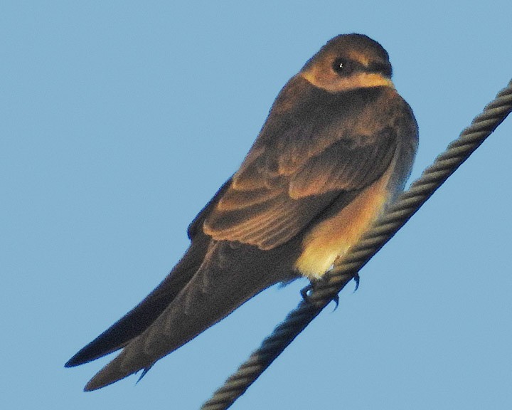 tanımsız Hirundinidae sp. - ML521979151