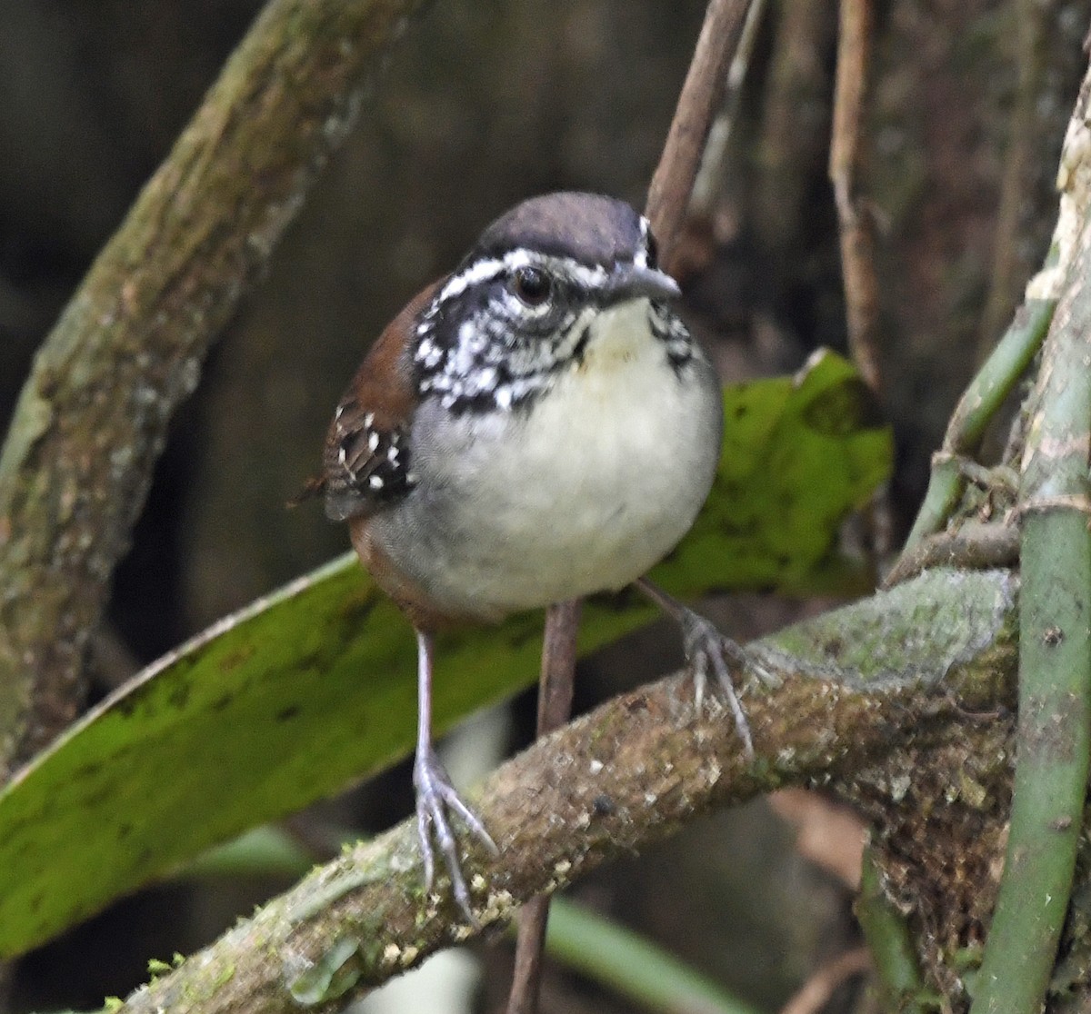 White-breasted Wood-Wren - ML52198351