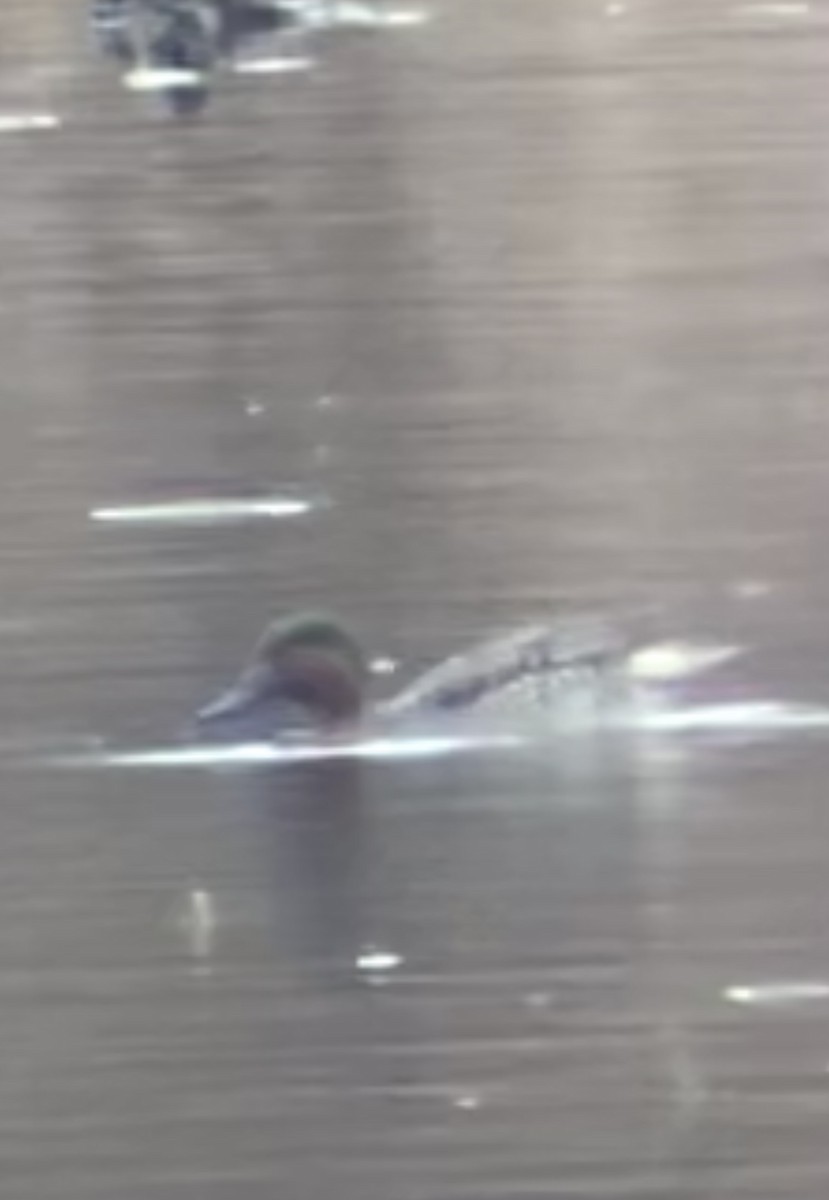 Green-winged Teal - ML521983521