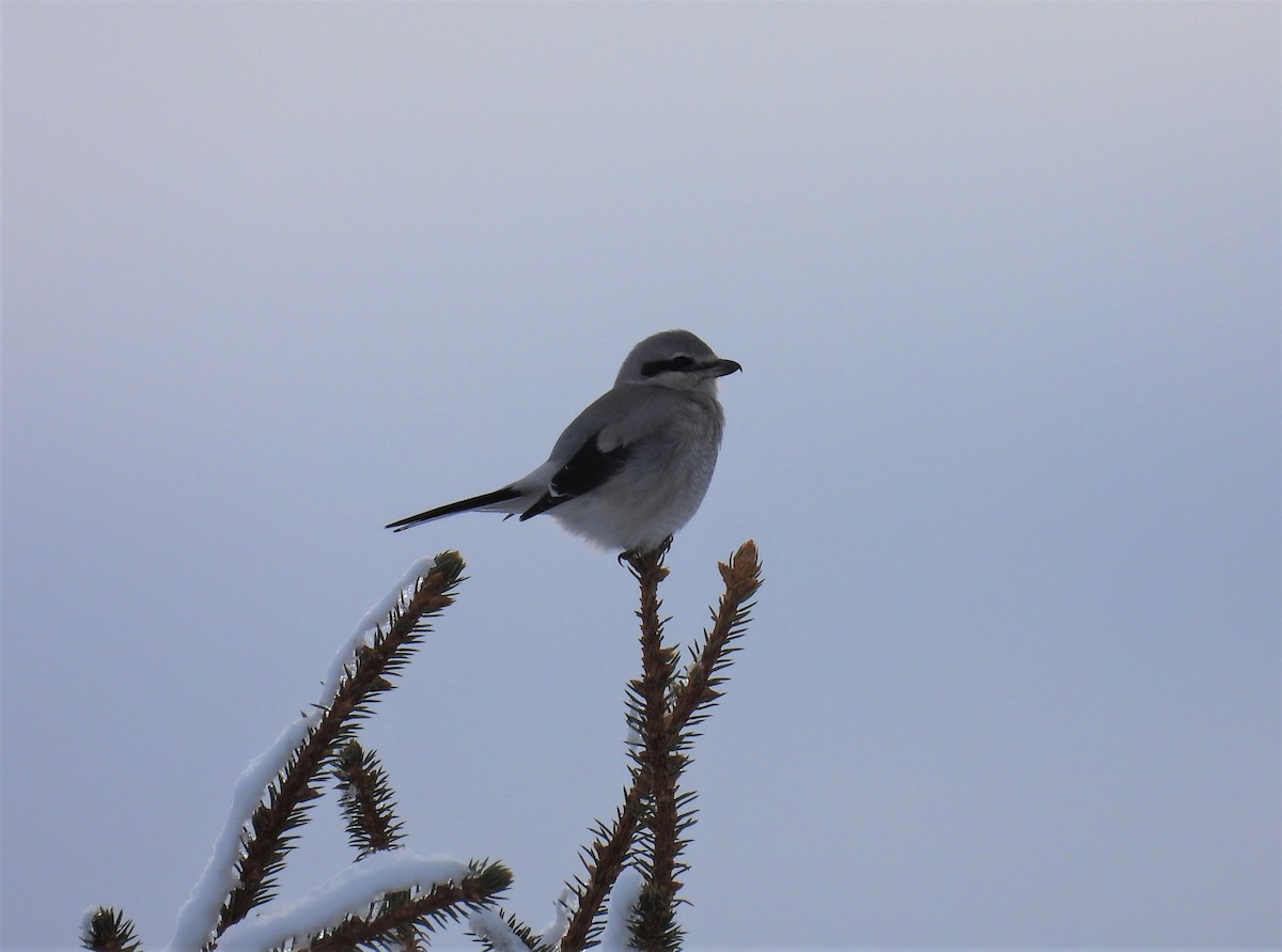 Northern Shrike - ML521983531