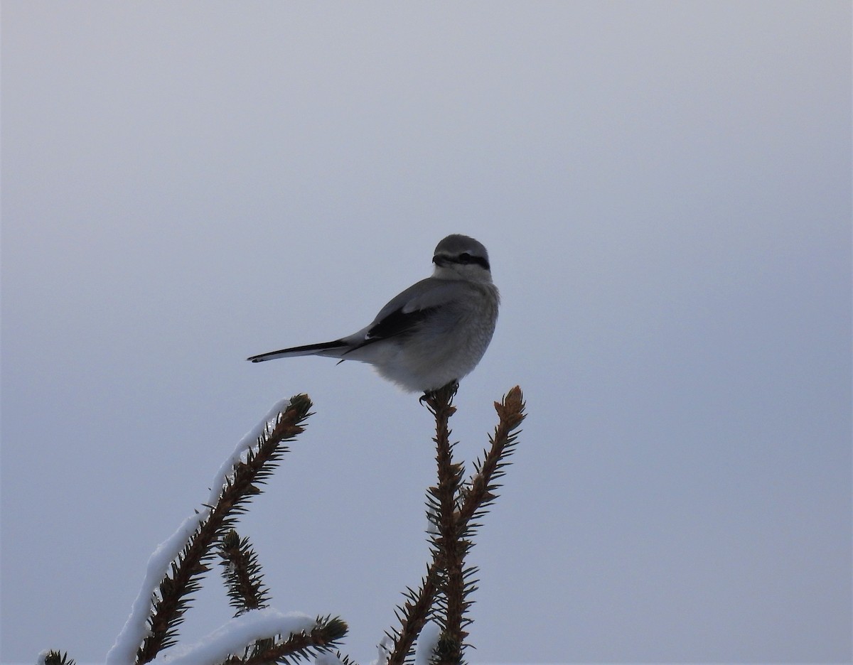 Northern Shrike - ML521983641