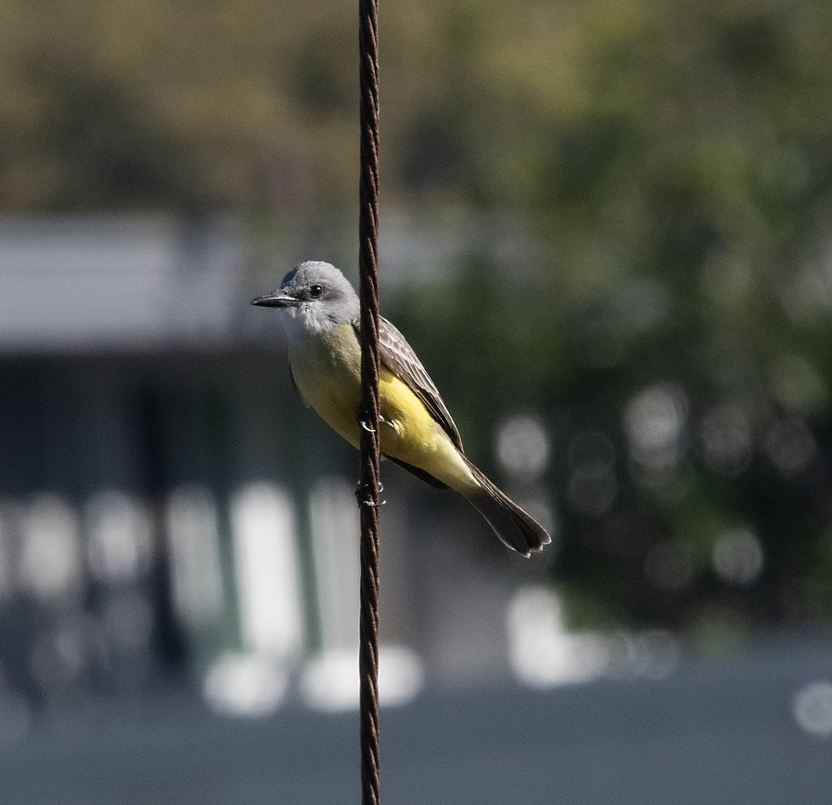 Tropical Kingbird - ML521984201