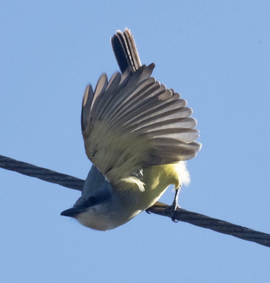 Tropical Kingbird - ML521984211