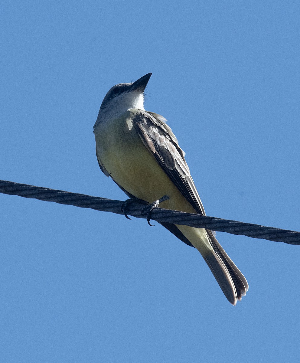 Tropical Kingbird - ML521984221