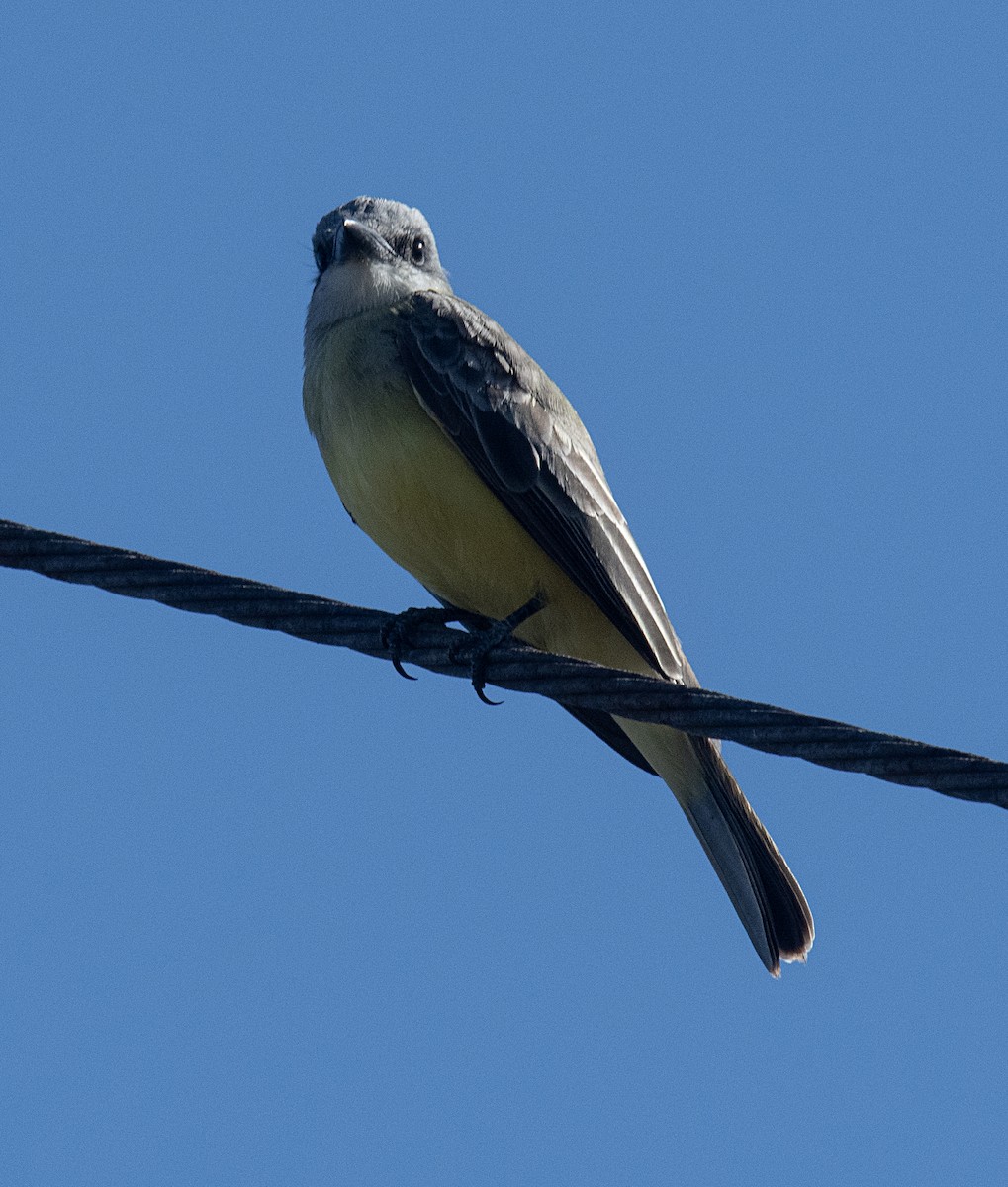 Tropical Kingbird - ML521984231