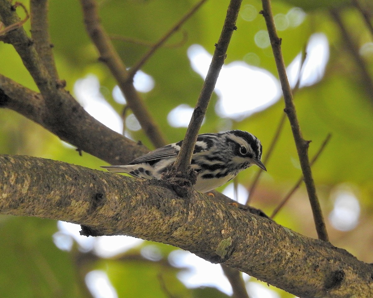 Black-and-white Warbler - ML521984271