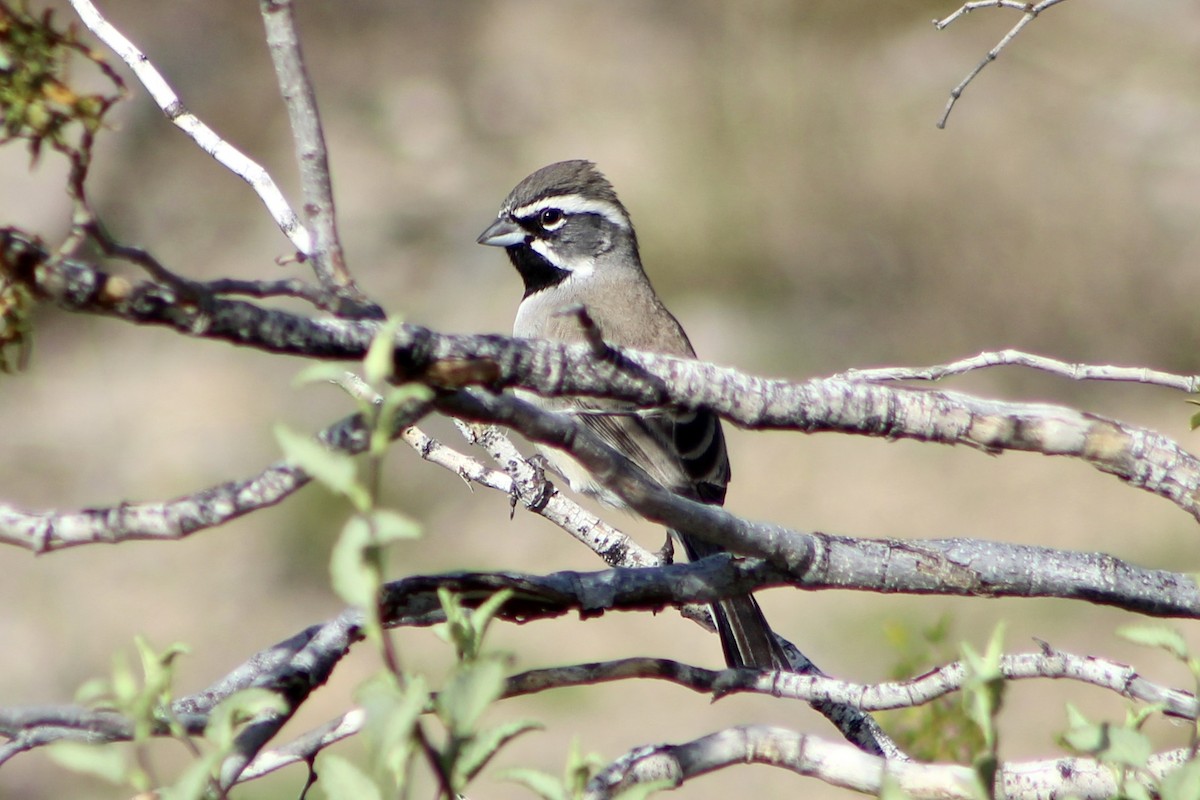 Black-throated Sparrow - ML521984671