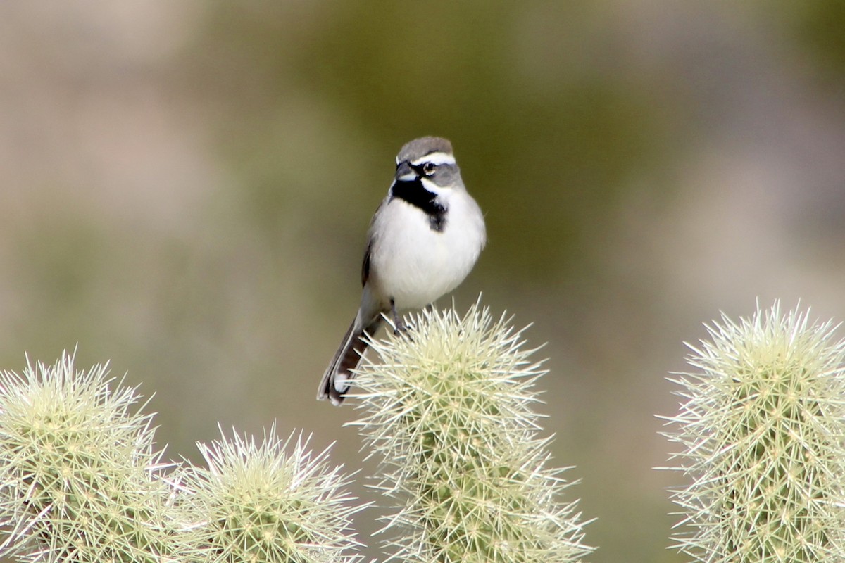 Black-throated Sparrow - ML521984691