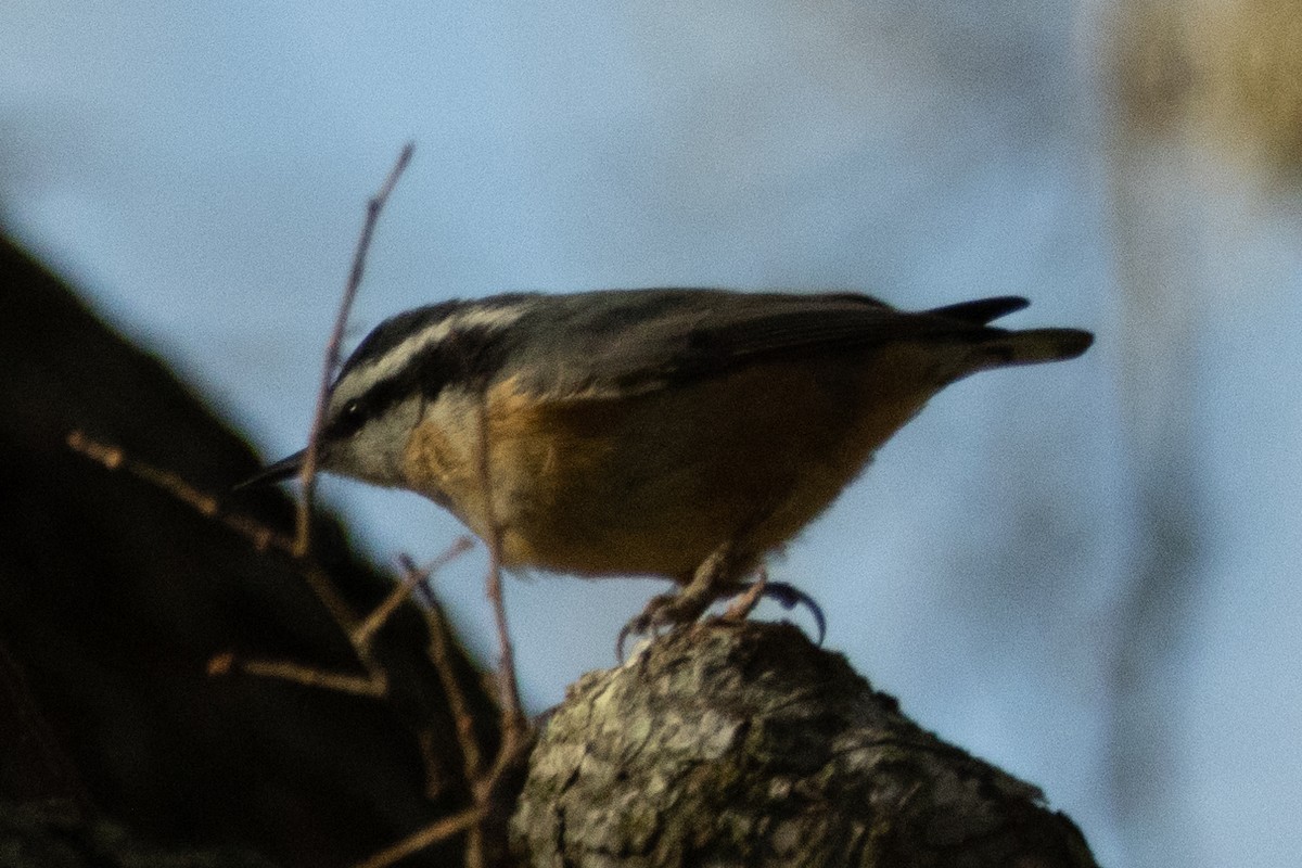 Red-breasted Nuthatch - ML521985091