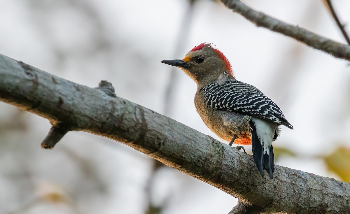 Yucatan Woodpecker - Richard  Davis
