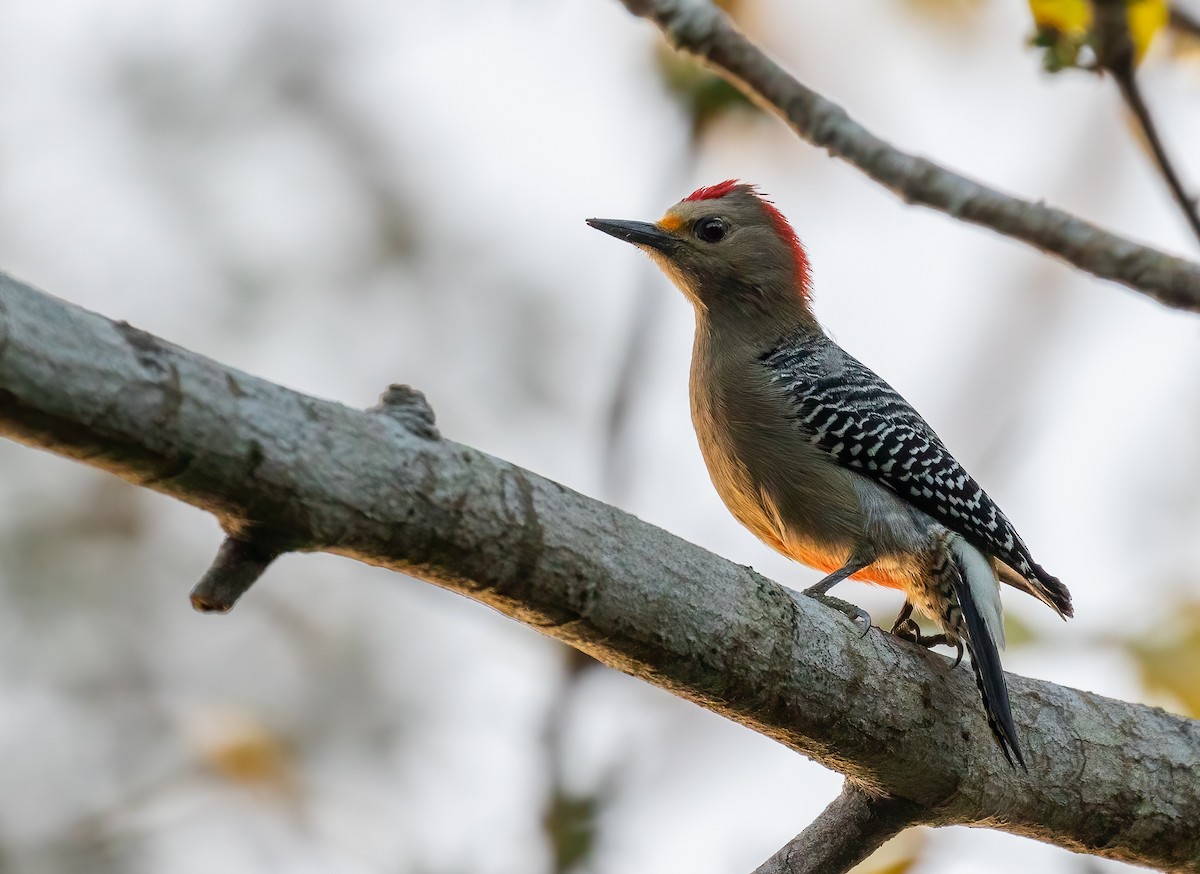 Yucatan Woodpecker - Richard  Davis